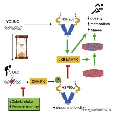 为什么男的结了婚就吃胖了,为什么结了婚的男人会变笨