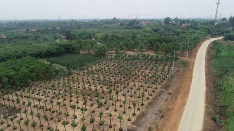 郑显华:显豁知幽抱,华顶望山高