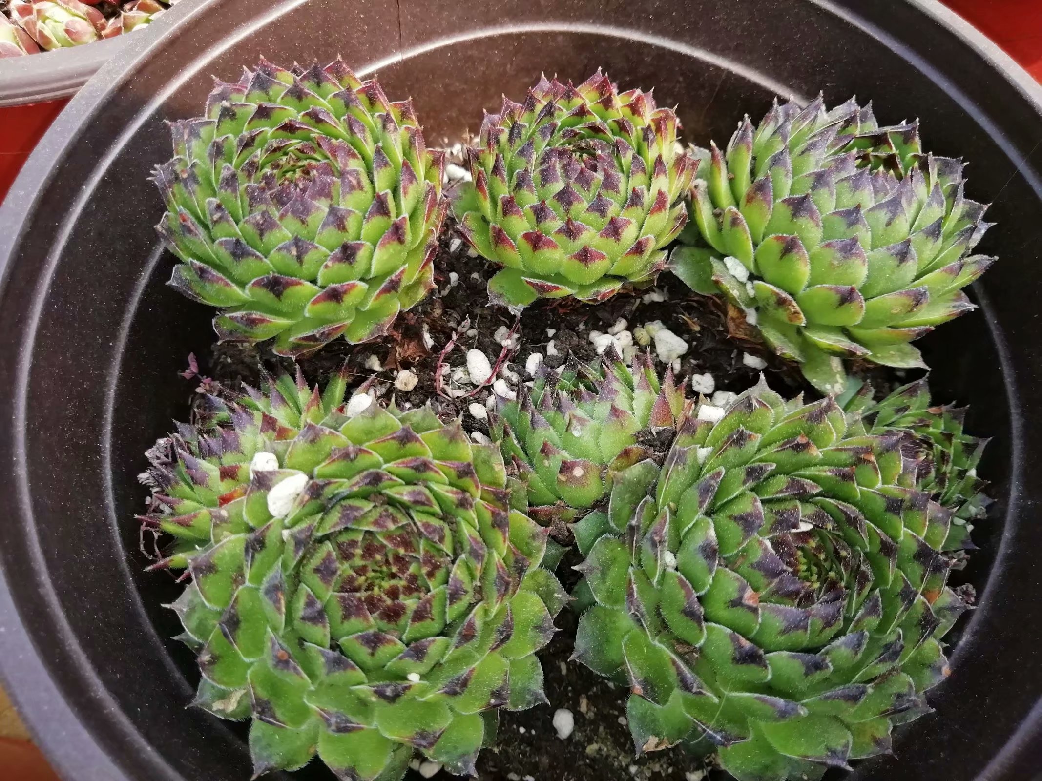 多肉养出状态来有多美？这102种多肉控养上色之后美呆了