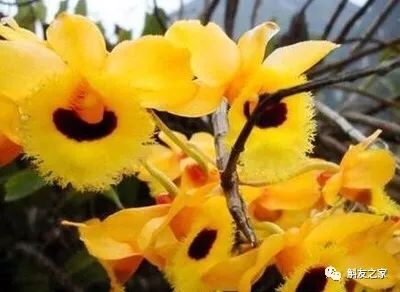 香水石斛兰烂根全部腐烂怎么办,石斛兰烂根怎么让它长新根呢