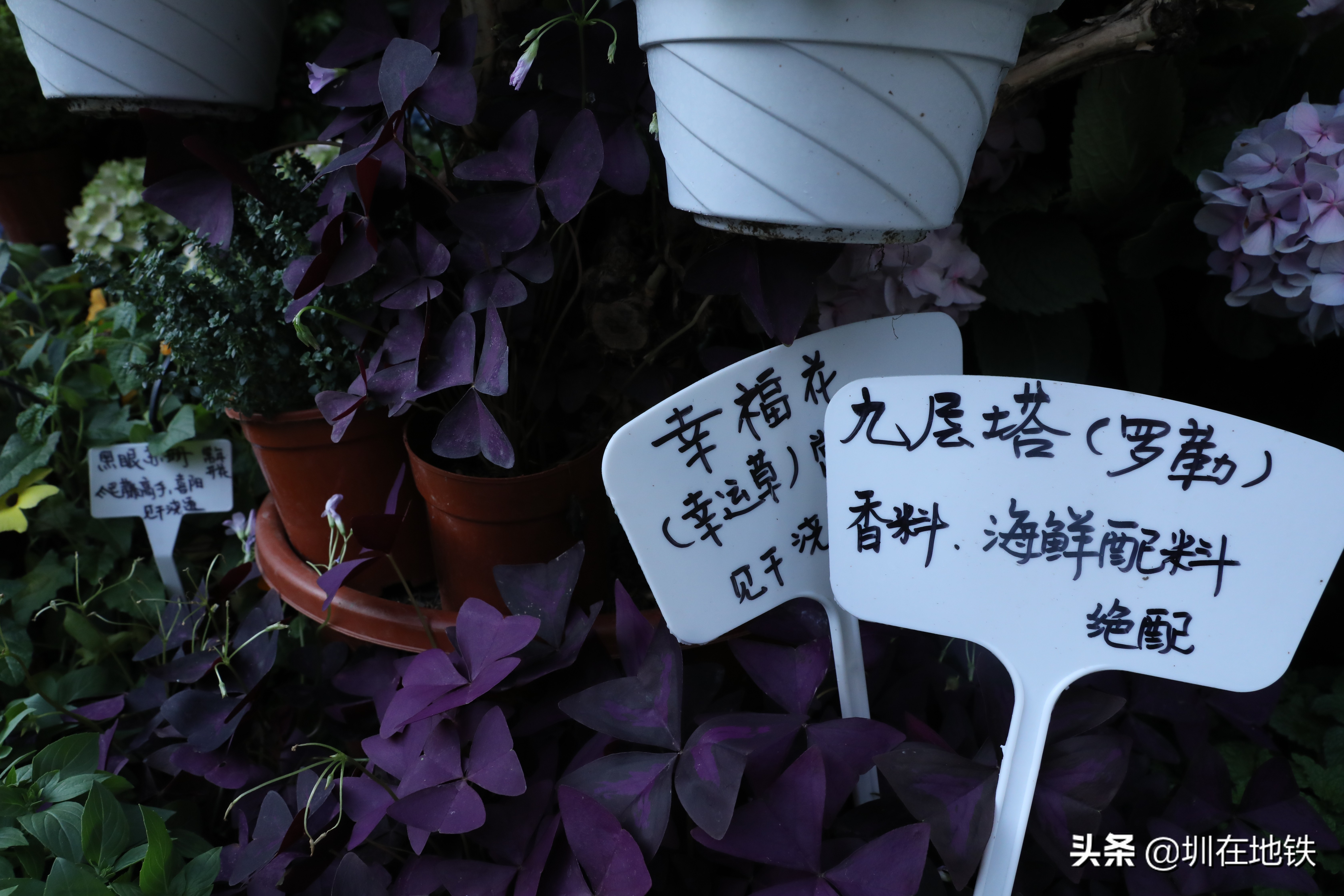 乘坐地铁到滘口花卉市场,从地铁到花卉市场