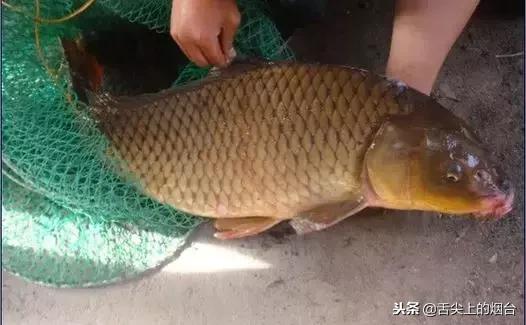 吃鱼有哪些不能吃的,吃鱼的禁忌什么食物