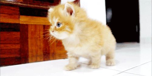 粘人的小奶猫,小奶猫守着铲屎官做作业