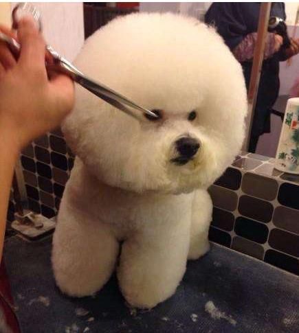 狗狗常有泪痕和眼屎,狗狗去泪痕用什么药