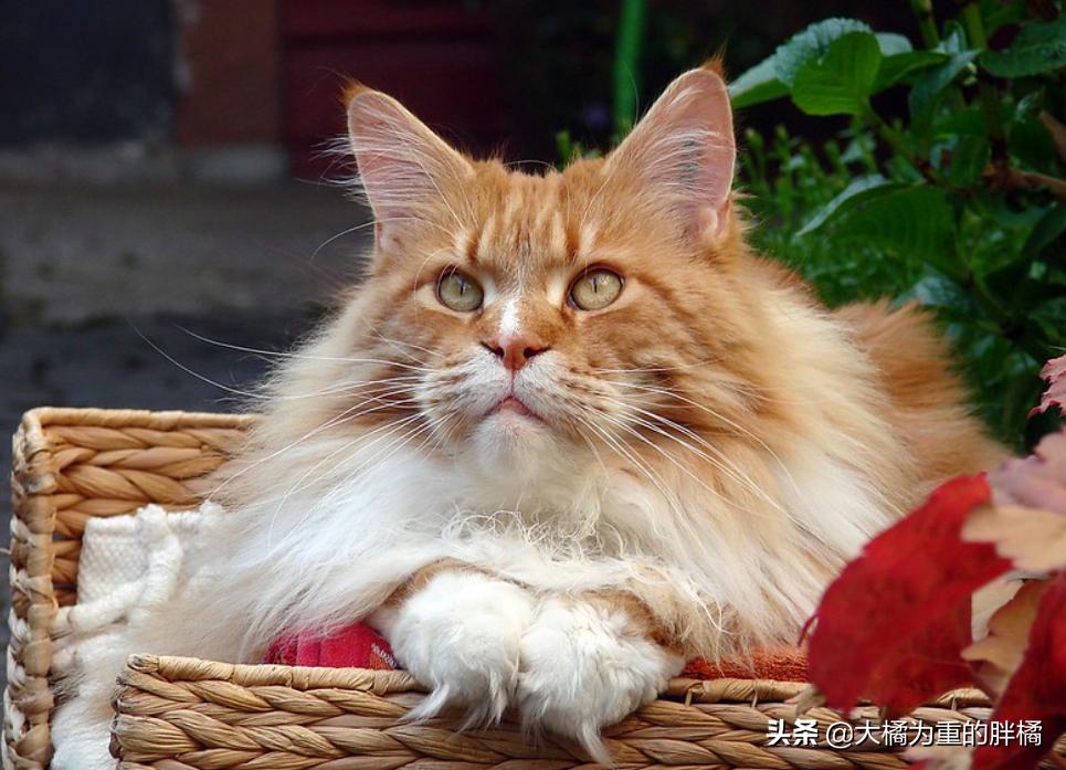 猫咪露出光滑的红色皮肤,猫咪露出一边獠牙