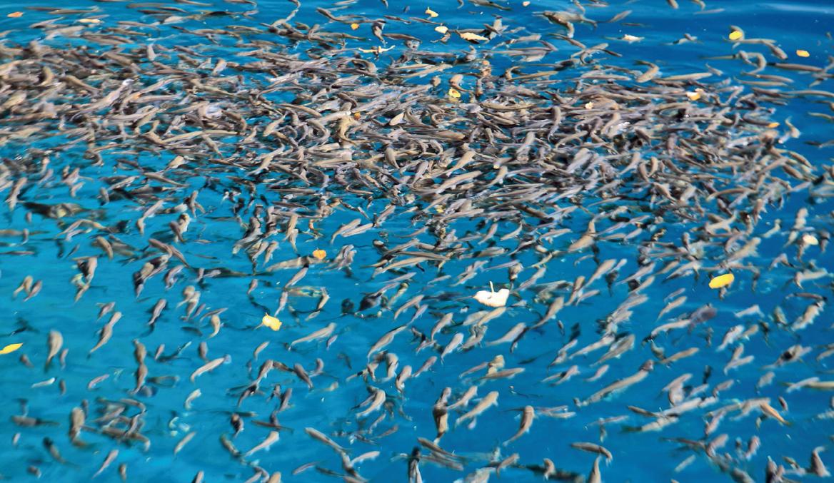 渔民捕到人工放流大黄鱼,渔民捕获1条4.8斤大黄鱼