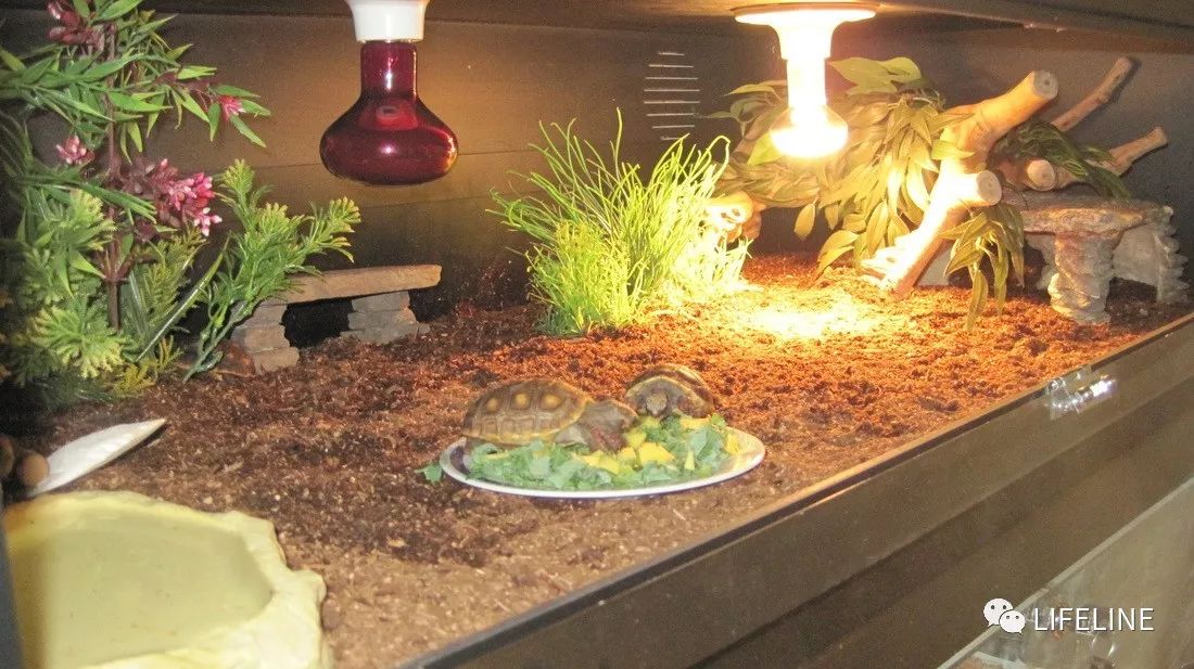 红腿陆龟怎么养活,新手养红腿陆龟准备什么