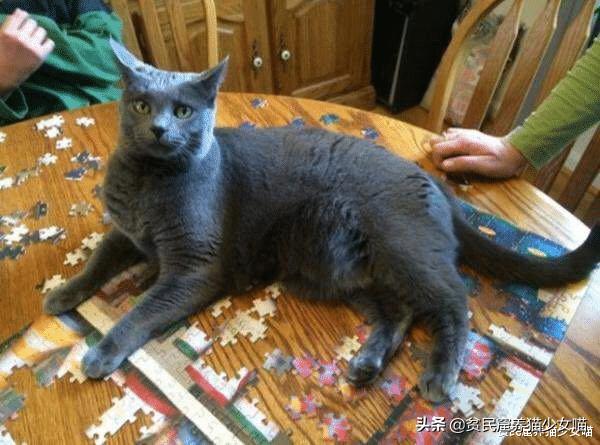 拼图可爱的小动物,有难度还很好看的猫咪拼图