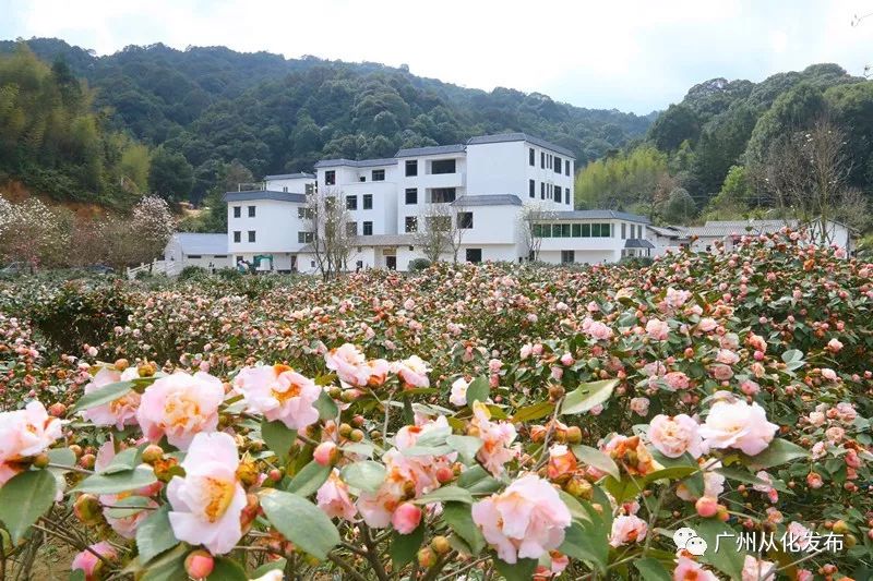 记录广州从化赏李花的美好时光,2022从化李花赏花期到几号最佳