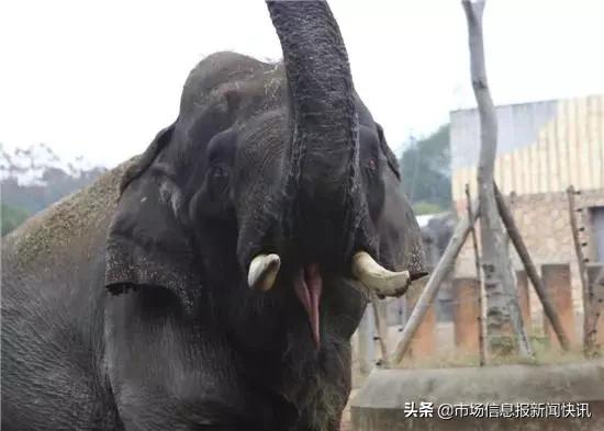 长沙一头大象踩死驯兽员官方回应,长沙动物园驯兽师被大象踩死了