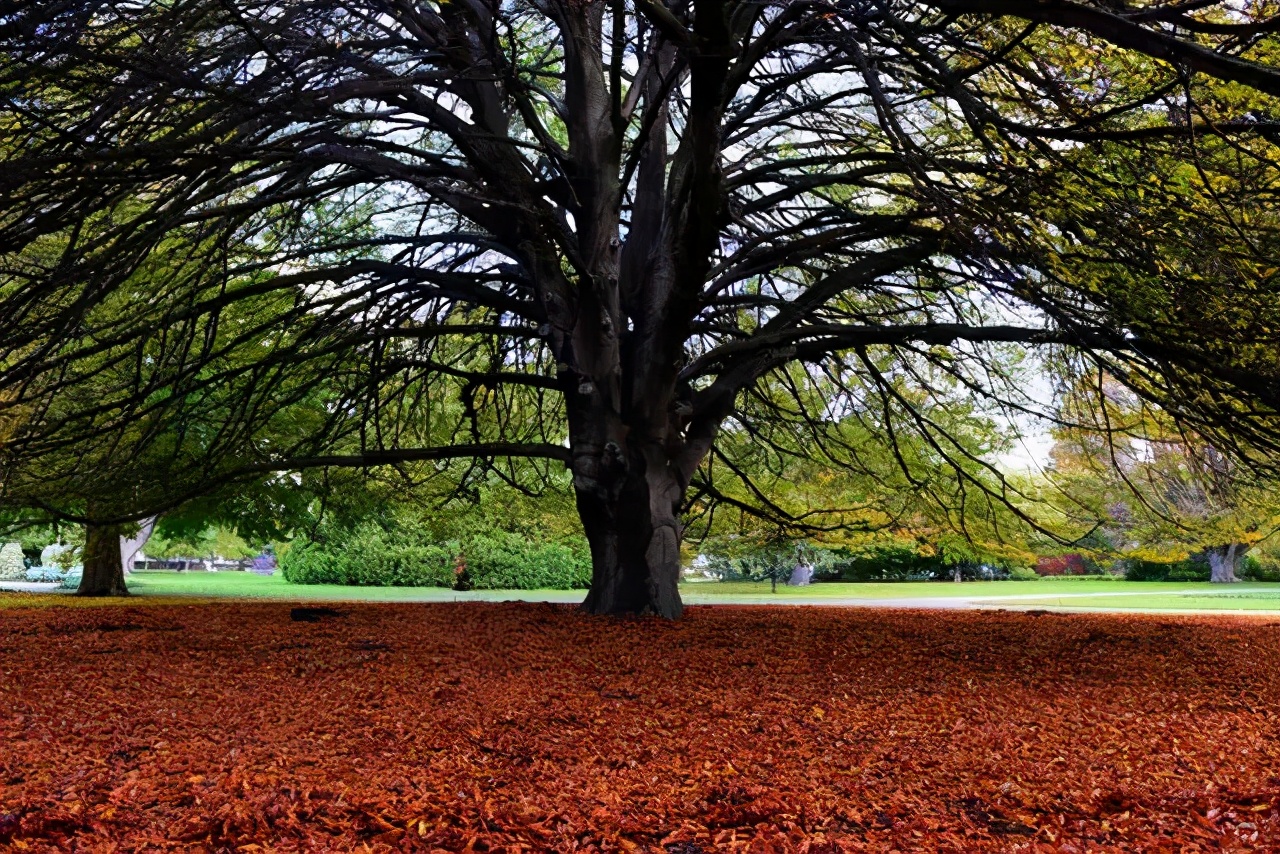 新西兰旅游地标图片,探寻新西兰基督城的英伦风情