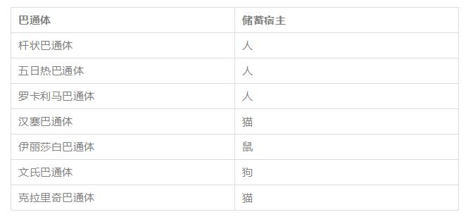 辟谣:养猫会得猫抓热?猫抓热到底是什么病?你家猫咪患上了吗?