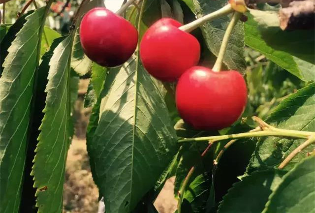 樱桃园开始采摘,樱桃采摘季漫山遍野红樱桃