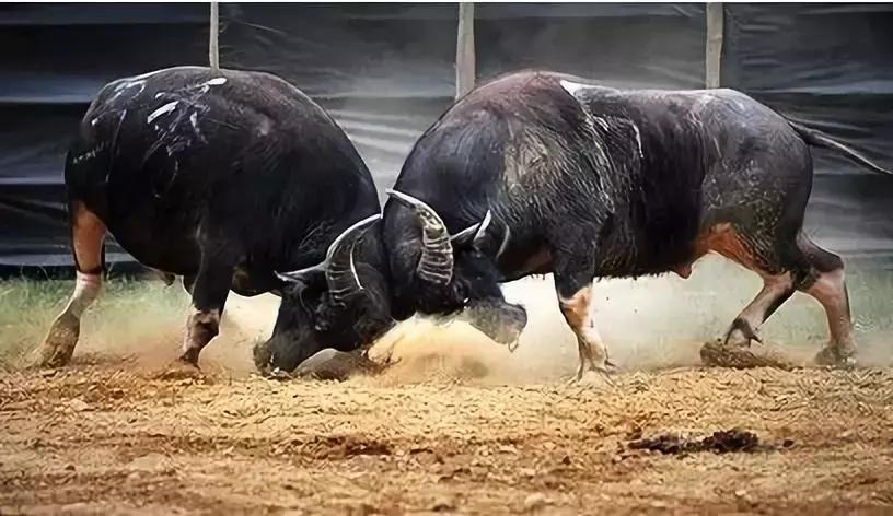 斗牛士骑马式斗牛,斗牛不仅仅是一场与牛的较量