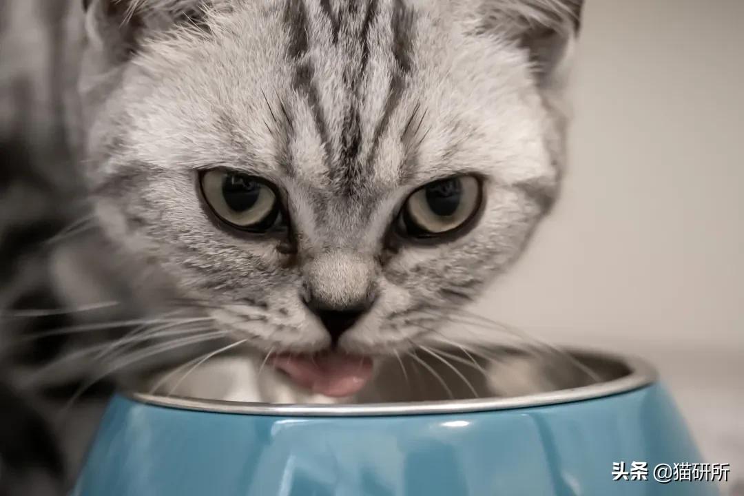 猫的饭盆需要经常清洗吗,猫的饭碗用什么清洗