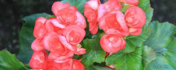 四季海棠病虫害有哪些,四季海棠病虫害防治