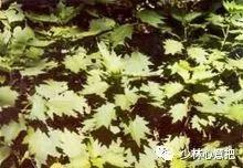 中药药材大全及功效,补肾中药大全及功效