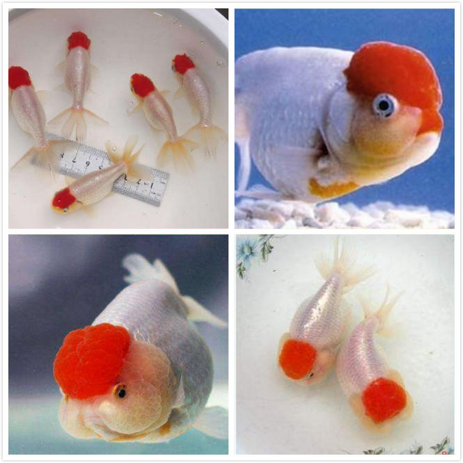 新手养金鱼养哪个品种好养,新手养金鱼应该养什么品种