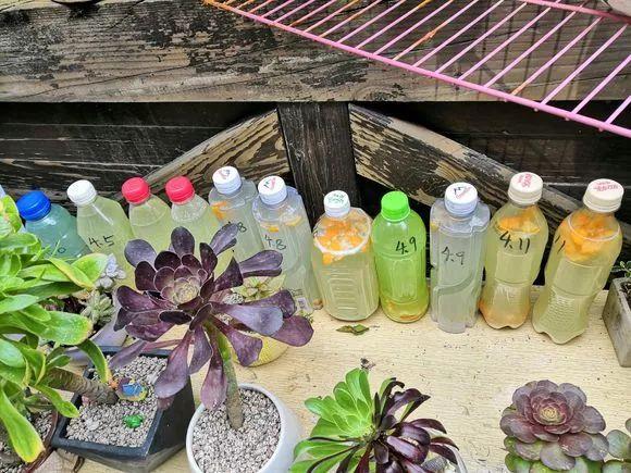 养花用的有机肥怎么除异味,家庭花卉怎样自制无臭味的有机肥