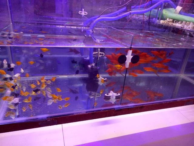 怎样才能买到好点的锦鲤鱼苗,如何才能买到好的锦鲤鱼