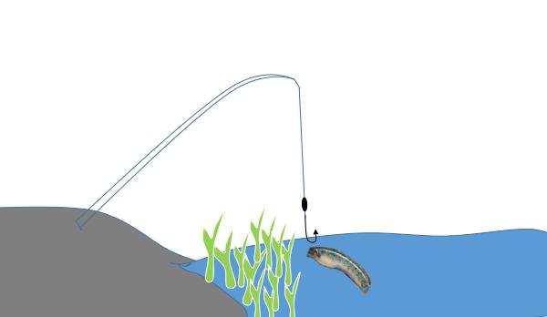 黑鱼的*亲近**，营养丰富药用价值高，但生长缓慢，详解钓--七星鱼