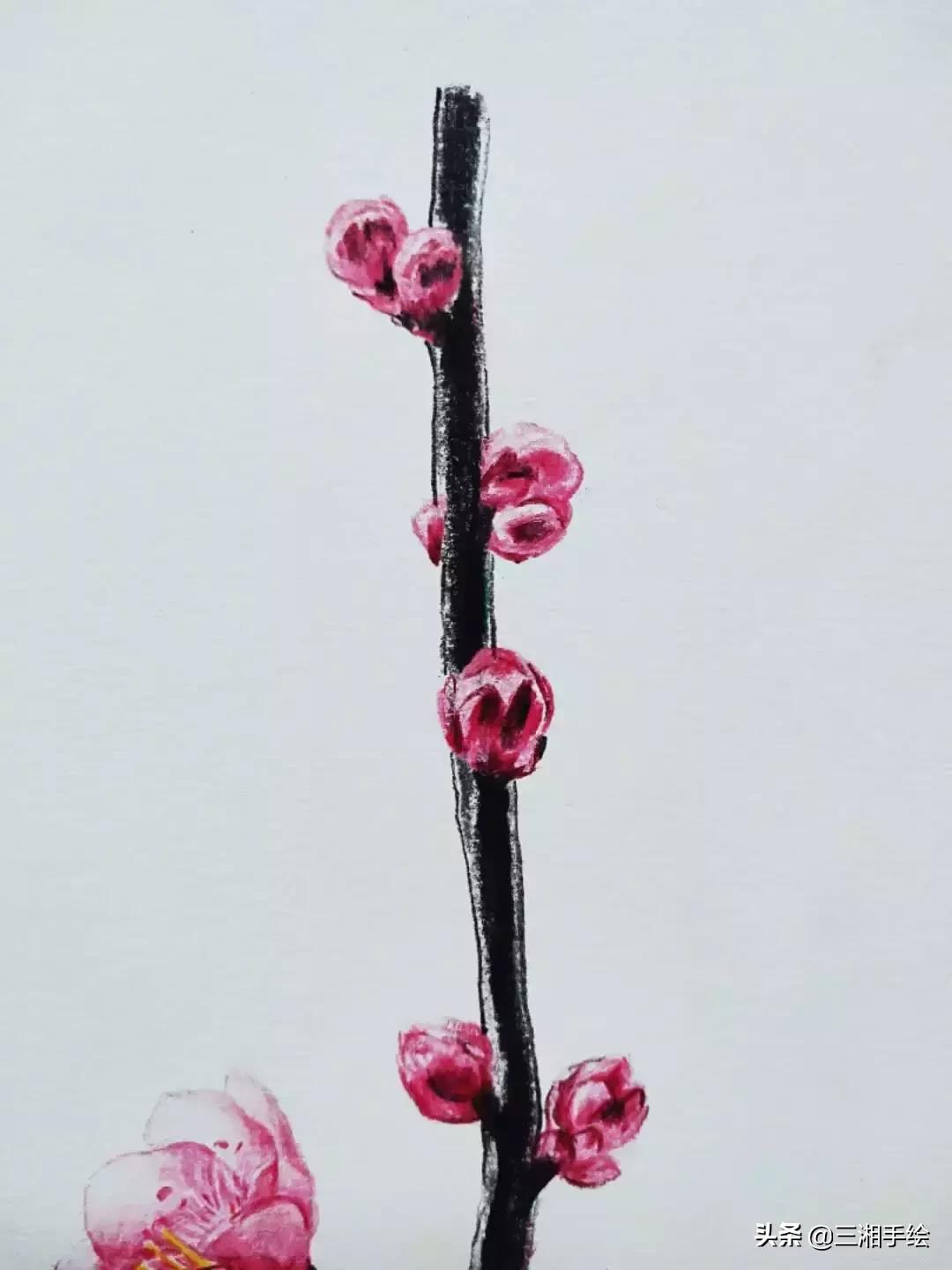 梅花十二和梅花13怎么画,梅花画彩铅