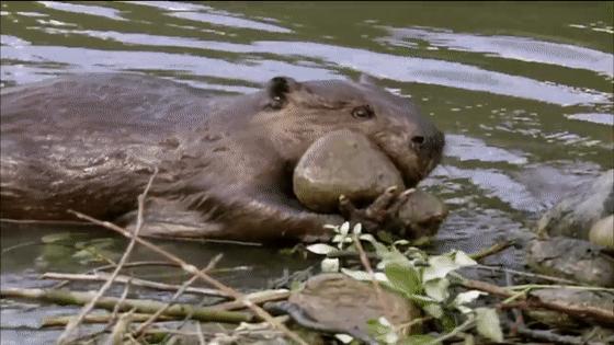 河狸皮毛的优点,河狸皮毛十分名贵