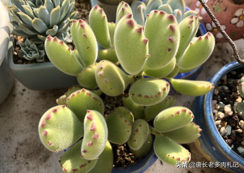 熊掌多肉的养殖方法和注意事项,熊掌多肉植物怎么养