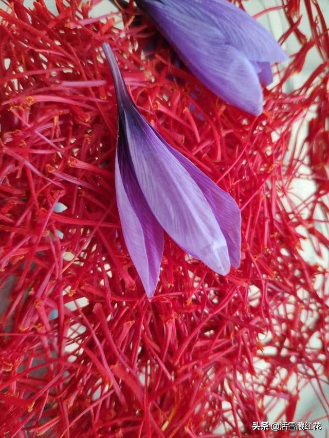 藏红花是什么香,藏红花讲的什么