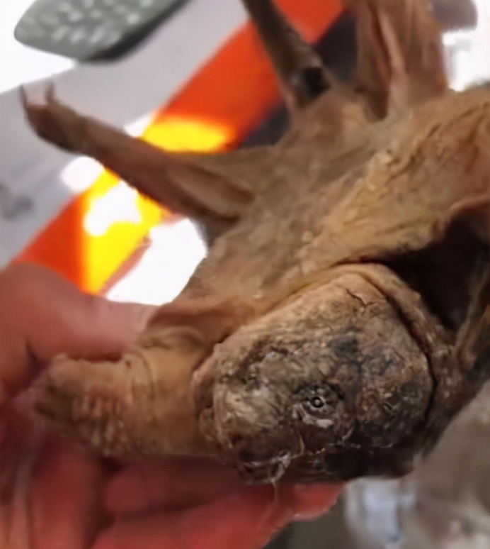 乌龟是怎么繁殖,乌龟是怎样繁殖下一代的