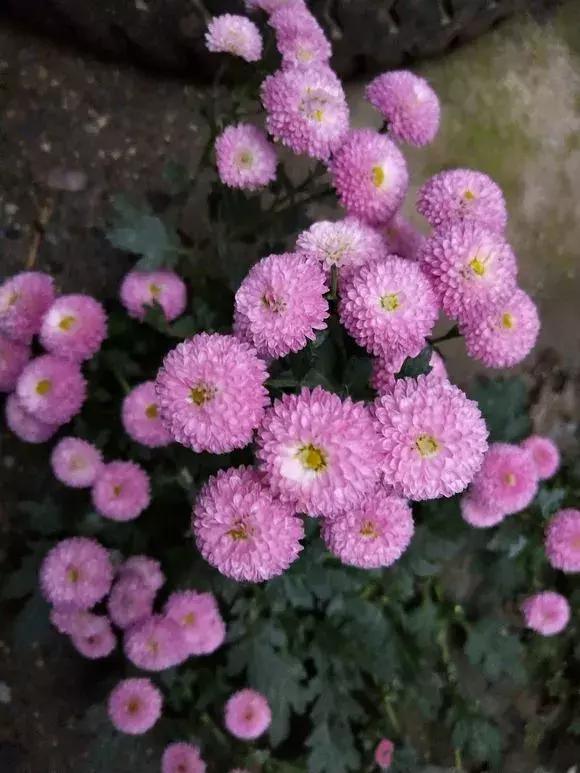 菊花的花蔫了怎么办,菊花凋谢后如何再次开花