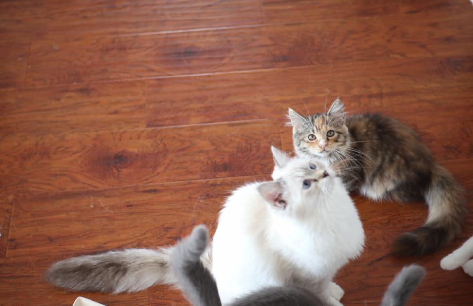 买猫怎样判断猫咪是否健康,养猫小知识怎样辨别小主人