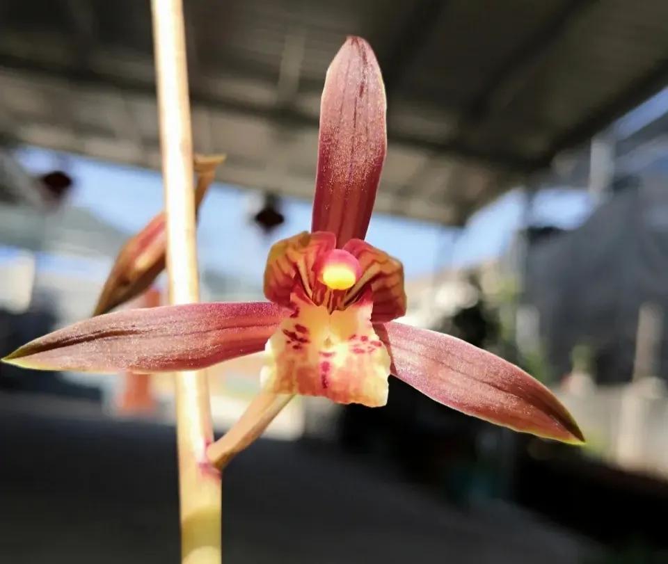 十大值得养的兰花有哪些,适合家庭养的兰花品种大全图