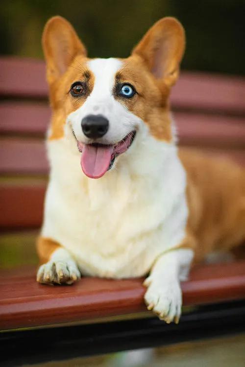 两只眼睛颜色不一样的狗子，到底有什么天赋异禀？