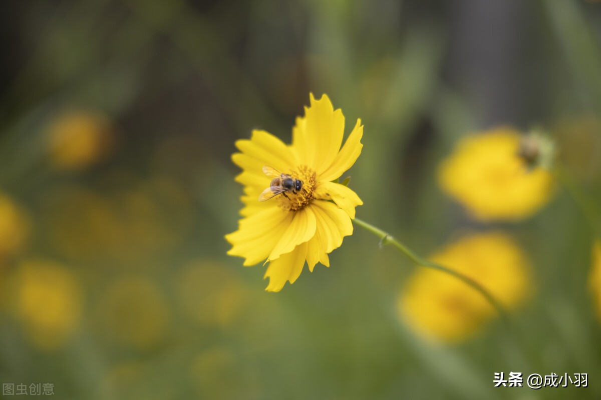 想得太多的人终究不快乐,想得多自然就不快乐