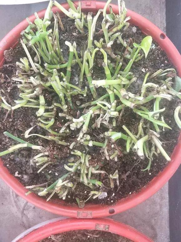 君子兰砍一刀留几公分,君子兰砍了一刀就开花了