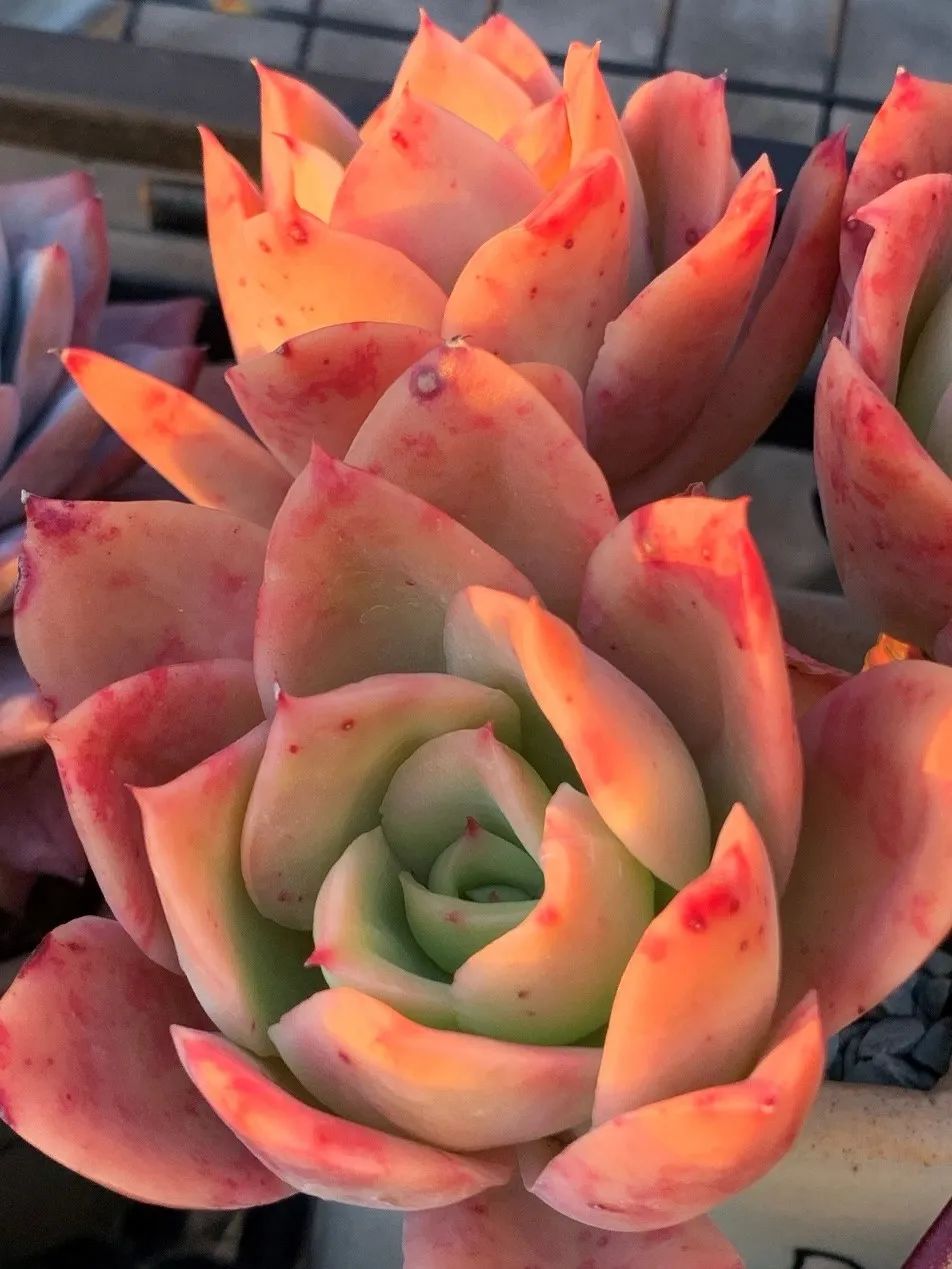 禁足的日子收获颇多,禁足