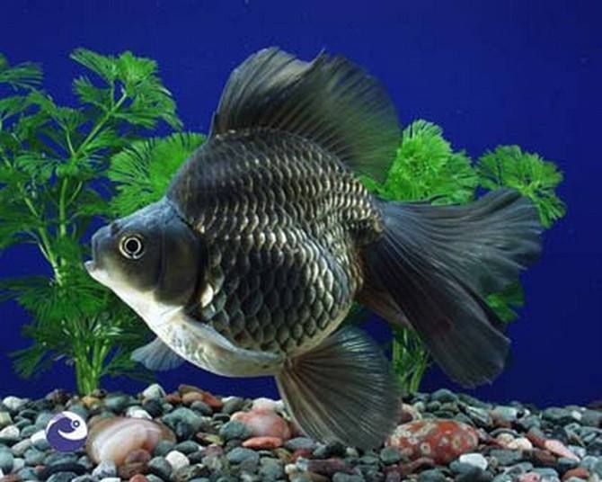 新手养金鱼哪种金鱼最好养,金鱼种类和饲养难度