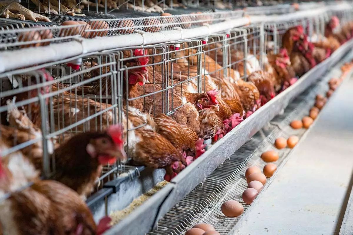 鸡眼各个时期图片,鸡眼初期到后期的照片