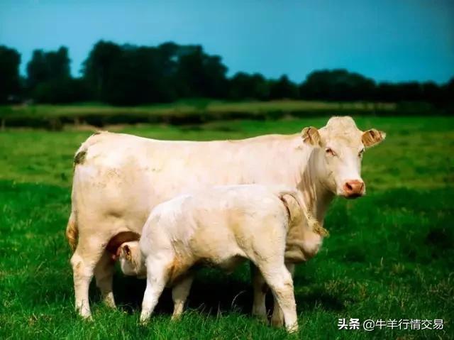 牛常见品种有哪些,牛的品种介绍及图片