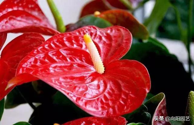 家里养的红掌突然蔫了怎么办,红掌叶子蔫了焦边干枯是怎么回事