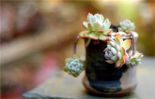 多肉老桩速成法根本用不了三五年,多肉怎么养成老桩小技巧