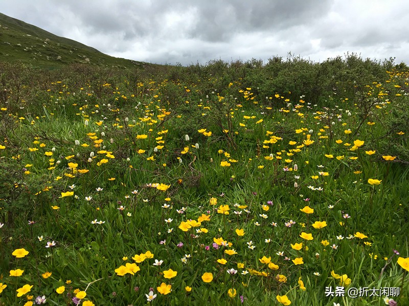 红原若尔盖自驾五日游,甘南若尔盖红原大草原