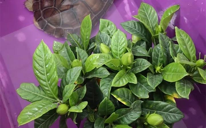 盆栽花发蔫什么原因,买回来的花很快就蔫的原因