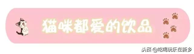 猫主子驾到,猫咪主子驾到