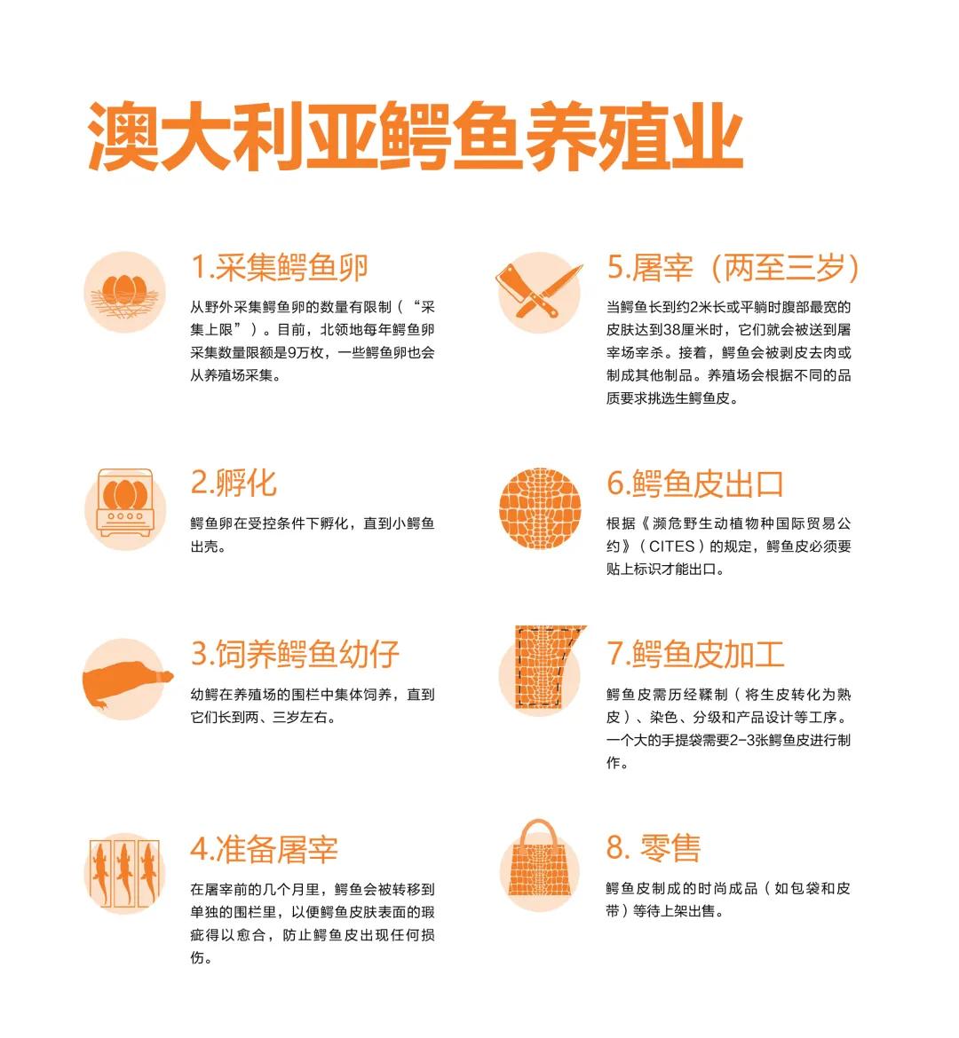 致命时尚:澳大利亚咸水鳄皮贸易|最新报告