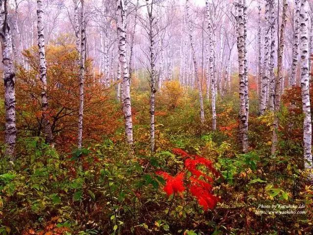 浅绛山水画给人的感觉,浅绛与焦墨山水画收藏