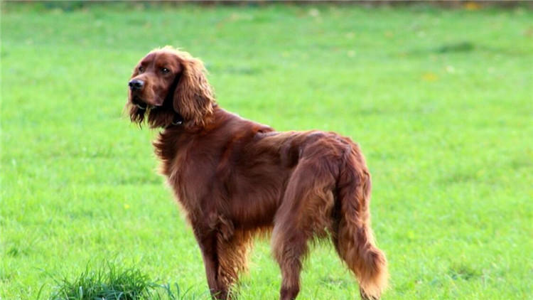 狗狗坐车兜风,狗狗坐车