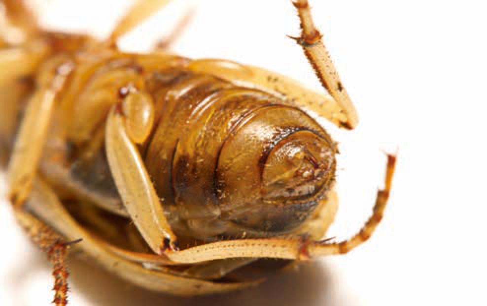 100种动物的怪异行为,32种稀奇古怪的动物