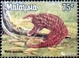 童正祥：邮票上的穿山甲故事